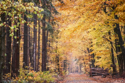 Fotowalk Herbstlicht im Oberjosbacher Wald - Fotograf Thomas Stähler