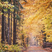Fotowalk Herbstlicht im Oberjosbacher Wald - Fotograf Thomas Stähler