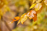 Fotowalk Herbstlicht im Oberjosbacher Wald - Fotograf Thomas Stähler