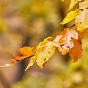 Fotowalk Herbstlicht im Oberjosbacher Wald - Fotograf Thomas Stähler