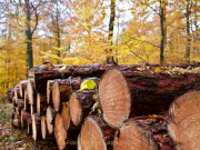 Fotowalk Herbstlicht im Oberjosbacher Wald - Fotograf Henry Mann