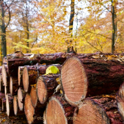 Fotowalk Herbstlicht im Oberjosbacher Wald - Fotograf Henry Mann