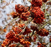 Fotowalk Herbstlicht im Oberjosbacher Wald - Fotograf Henry Mann