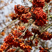 Fotowalk Herbstlicht im Oberjosbacher Wald - Fotograf Henry Mann