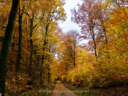 Fotowalk Herbstlicht im Oberjosbacher Wald - Fotograf Henry Mann