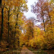 Fotowalk Herbstlicht im Oberjosbacher Wald - Fotograf Henry Mann