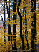 Fotowalk Herbstlicht im Oberjosbacher Wald - Fotograf Henry Mann