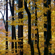Fotowalk Herbstlicht im Oberjosbacher Wald - Fotograf Henry Mann