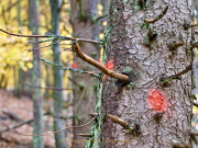 Fotowalk Herbstlicht im Oberjosbacher Wald - Fotograf Henry Mann