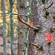 Fotowalk Herbstlicht im Oberjosbacher Wald - Fotograf Henry Mann