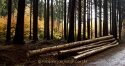 Fotowalk Herbstlicht im Oberjosbacher Wald - Fotograf Henry Mann