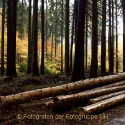 Fotowalk Herbstlicht im Oberjosbacher Wald - Fotograf Henry Mann