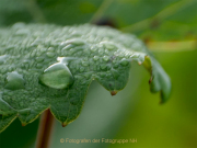 Fotowalk Hochheim - Fotografin Anne Jeuk