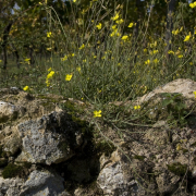 Fotowalk Hochheim - Fotograf Helmut Joa
