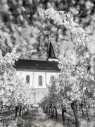 Fotowalk Hochheim - Fotograf Stefan Zimmermann