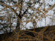 Experimentell - Fotografin Anne Jeuk