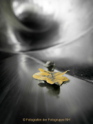 Experimentell - Fotografin Anne Jeuk