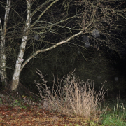 Fotowalk Mystischer Wald - Fotograf Albert Wenz