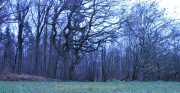 Fotowalk Mystischer Wald - Fotograf Albert Wenz