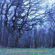 Fotowalk Mystischer Wald - Fotograf Albert Wenz