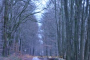 Fotowalk Mystischer Wald - Fotograf Albert Wenz