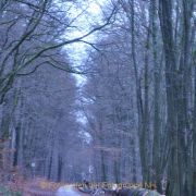 Fotowalk Mystischer Wald - Fotograf Albert Wenz