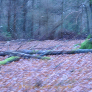 Fotowalk Mystischer Wald - Fotograf Albert Wenz