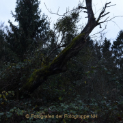 Fotowalk Mystischer Wald - Fotograf Christoph Fuhrmann