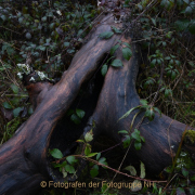 Fotowalk Mystischer Wald - Fotograf Christoph Fuhrmann