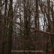 Fotowalk Mystischer Wald - Fotograf Christoph Fuhrmann