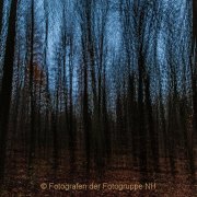 Fotowalk Mystischer Wald - Fotografin Jutta R. Buchwald