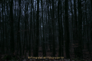 Fotowalk Mystischer Wald - Fotograf Werner Ch. Buchwald