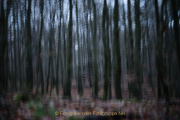 Fotowalk Mystischer Wald - Fotograf Werner Ch. Buchwald
