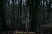 Fotowalk Mystischer Wald - Fotograf Werner Ch. Buchwald