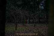 Fotowalk Mystischer Wald - Fotograf Werner Ch. Buchwald