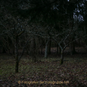 Fotowalk Mystischer Wald - Fotograf Werner Ch. Buchwald