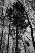 Fotowalk Mystischer Wald - Fotograf Werner Ch. Buchwald
