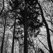 Fotowalk Mystischer Wald - Fotograf Werner Ch. Buchwald