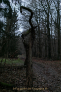 Fotowalk Mystischer Wald - Fotograf Werner Ch. Buchwald