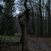 Fotowalk Mystischer Wald - Fotograf Werner Ch. Buchwald