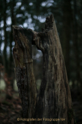 Fotowalk Mystischer Wald - Fotograf Werner Ch. Buchwald