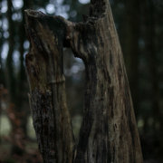 Fotowalk Mystischer Wald - Fotograf Werner Ch. Buchwald