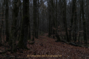 Fotowalk Mystischer Wald - Fotograf Werner Ch. Buchwald