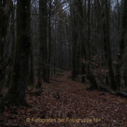 Fotowalk Mystischer Wald - Fotograf Werner Ch. Buchwald