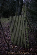 Fotowalk Mystischer Wald - Fotograf Werner Ch. Buchwald