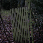 Fotowalk Mystischer Wald - Fotograf Werner Ch. Buchwald