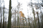 Fotowalk Mystischer Wald - Fotograf Werner Ch. Buchwald