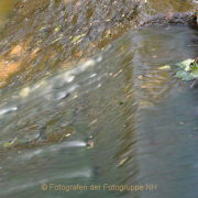 Fotowalk Schwarzbach Okriftel - Fotograf Christoph Fuhrmann