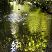 Fotowalk Schwarzbach Okriftel - Fotograf Helmut Joa