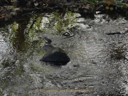 Fotowalk Schwarzbach Okriftel - Fotografin Anne Jeuk